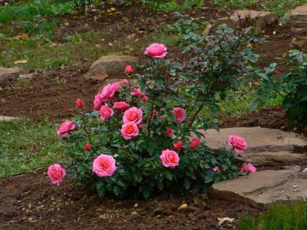 floribunda rožė