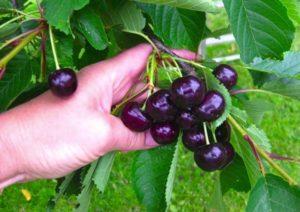 Opis sorte i karakteristika Radice trešnje, uzgoja i njege