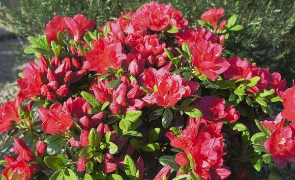 Rhododendron xỉn màu