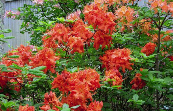 Rhododendron laks