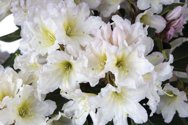 Rododendras baltas