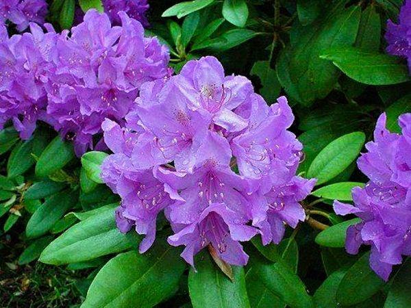 Deciduous rhododendrons