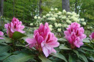 Waarom worden rododendron-bladeren geel en wat te doen voor behandeling?