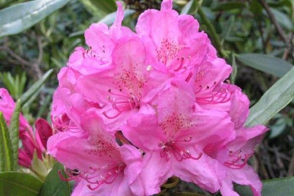 characteristics of rhododendron