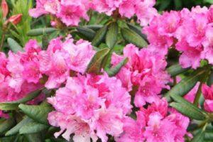 Opis i karakteristike haške sorte rododendrona, sadnja i njega