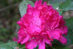 Opis odrody Helikiki rododendron, starostlivosť a pestovanie kvetov