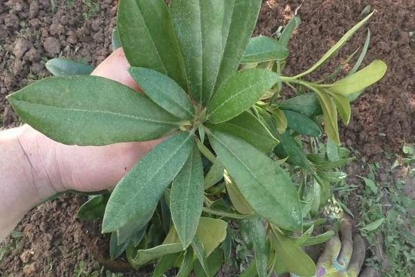 genplantning busk