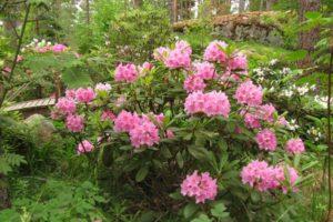 Beskrivelse og karakteristika for rhododendronuniversitetet i Helsinki, plantning og pleje