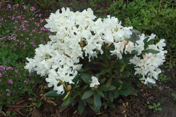 Rhododendron weiß