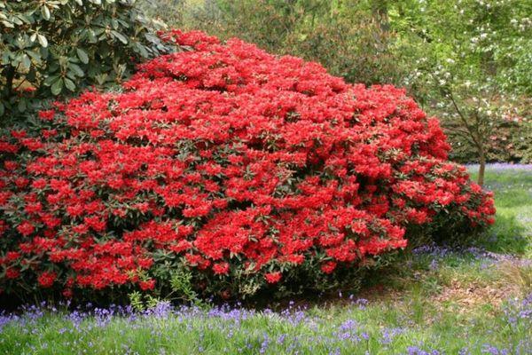 Rhododendron červený