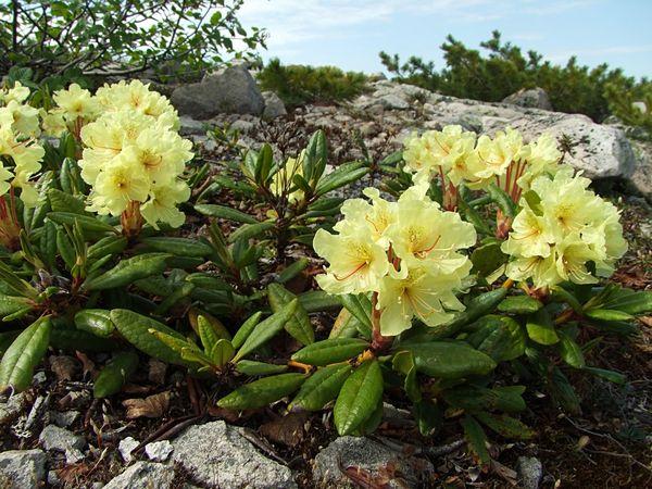 Medicinal rhododendron