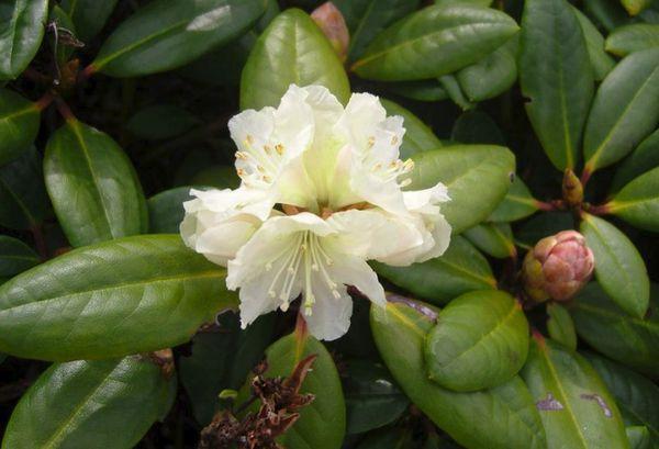Rododendron złoty