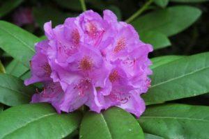 Liečivé vlastnosti a kontraindikácie rododendronu, použitie v tradičnej medicíne