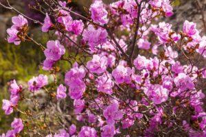 Descripción de la variedad de rododendro Ledebour, plantación y cuidado, características de cultivo.