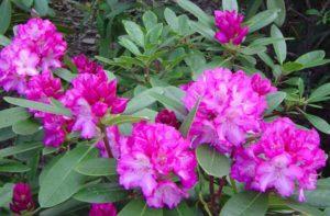 Description et caractéristiques des sous-classes de rhododendron Raspoutine, plantation et entretien