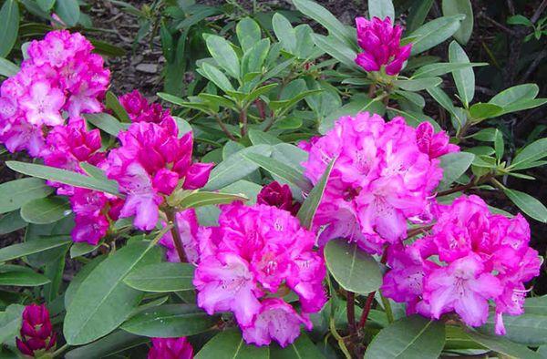 Rododendron Helicki