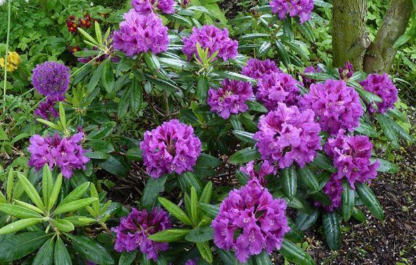 rhododendron blommor
