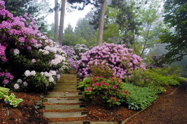 Garten Rhododendron