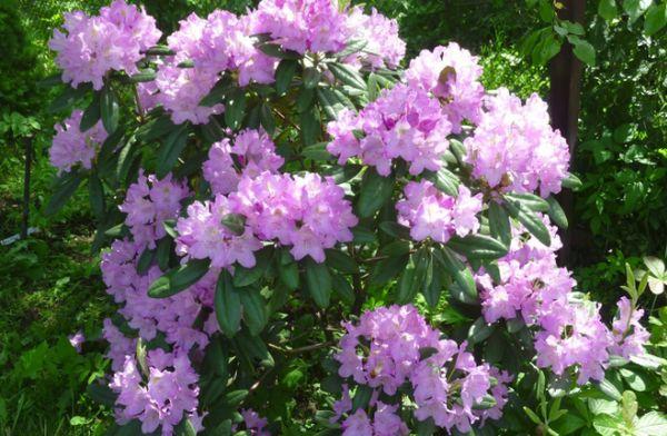 Rhododendron vård