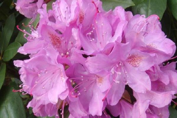 cserje rododendron