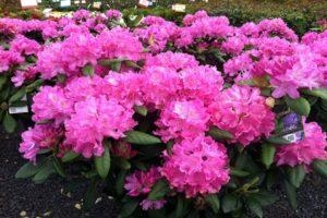 Opis odrody ródodendronov Roseum Elegance, výsadby a starostlivosti o rastliny