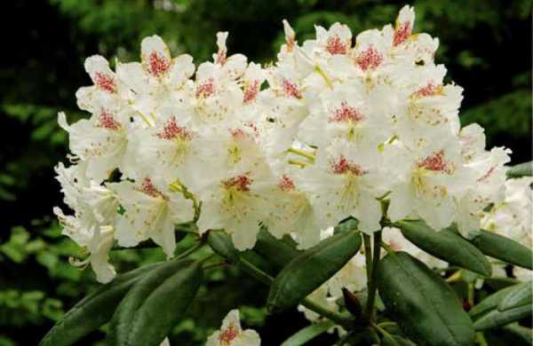 flor de rododendro