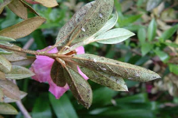 rhododendron buggar