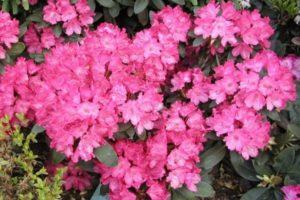 Description and characteristics of 16 subclasses of Yakushimansky rhododendron, planting and care