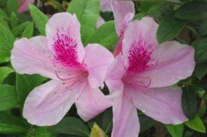 Säännöt rododendronin kasvattamiseen ja hoitoon kotona