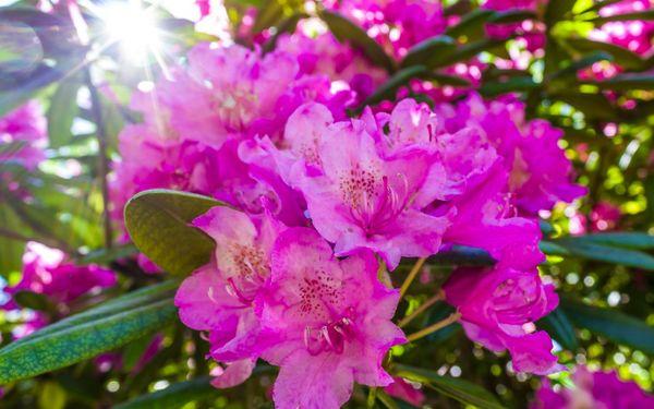 rhododendron azure