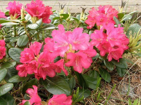 rhododendrons Mauritz