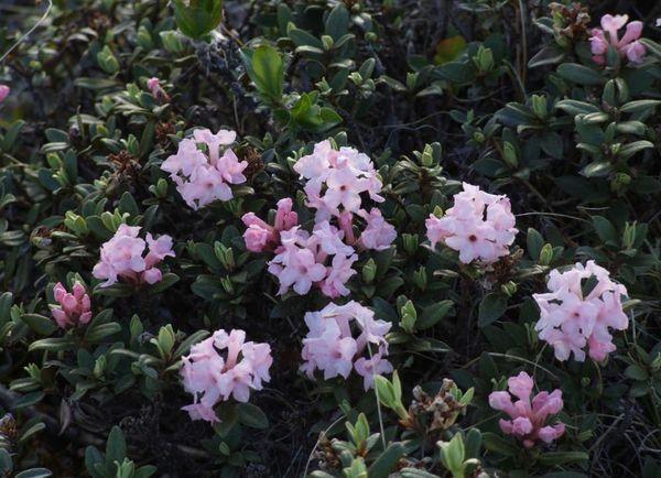 rostoucí rododendrony