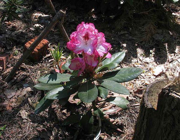 plantation de rhododendrons