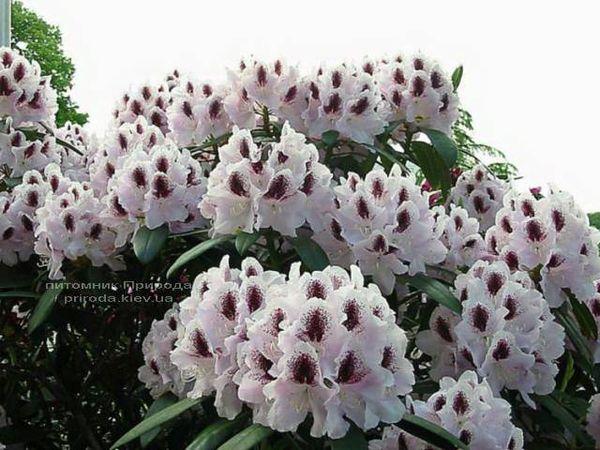 rododendronit Calsap