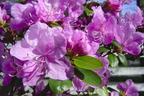 Ledebour rhododendrons