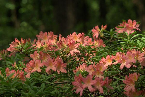 Rhododendrons - plants