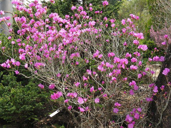 Rhododendron Amur