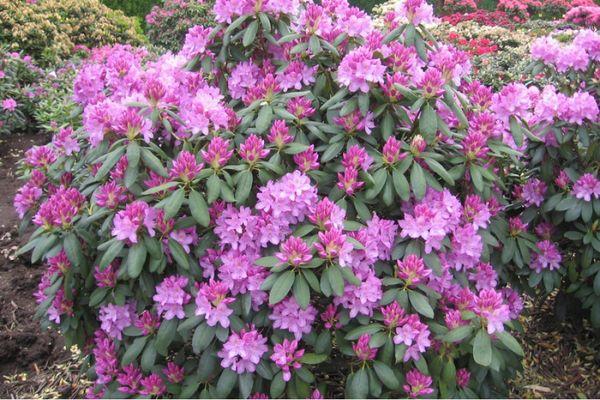 Rhododendron Katevbinski