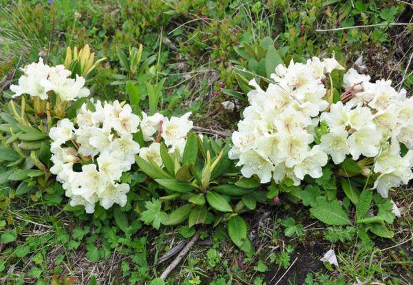Rhododendron Caucasian