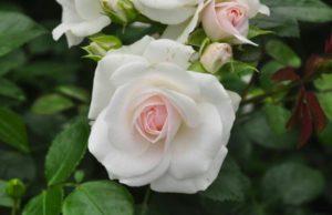 Description de la variété de rose Aspirine, culture, entretien et reproduction