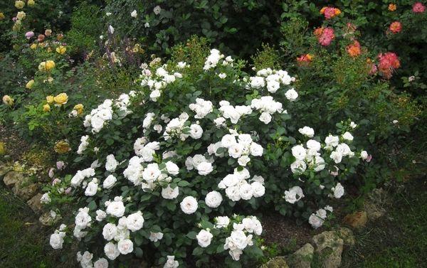 Balta rožė