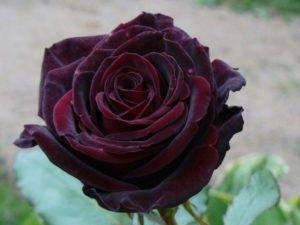 Beskrivelse og egenskaber ved sorte magiske roser, plantning og pleje