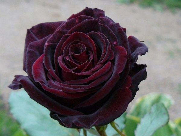 aksamitna róża