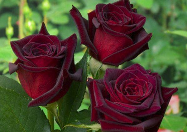 tatlong rosas