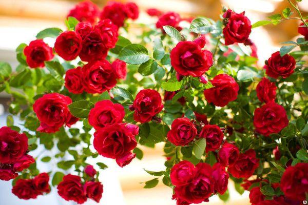 hybridní růže