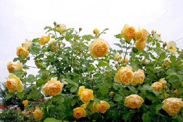 varietal rose