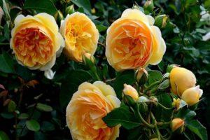 Description de la rose Greham Thomas, plantation et entretien, taille et reproduction