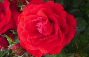 Opis i karakteristike sorte ruža Nina Weibul, sadnja i njega