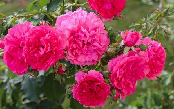 fiore di rosa