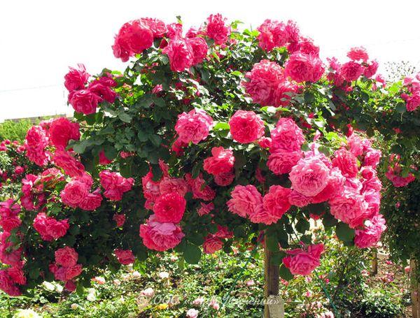 arbre avec des roses